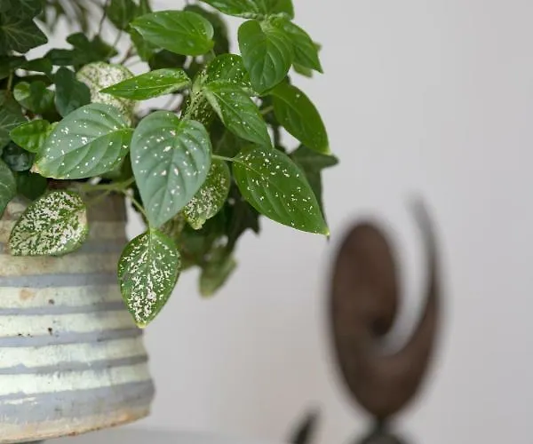 Alexandra Ξενοδοχείο Μέγας Γιαλός-Νίτες